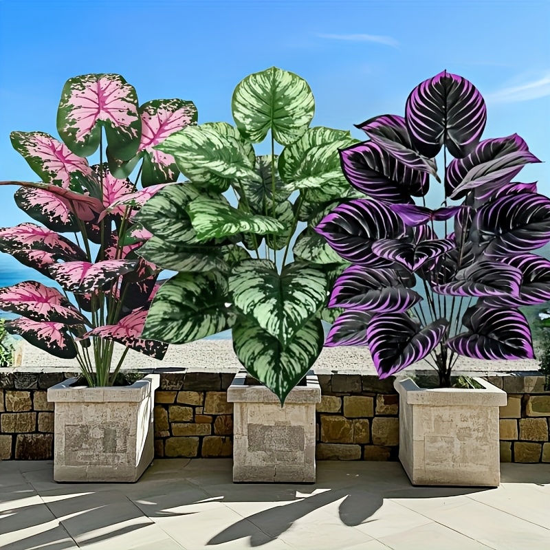 Bonsai Gardenia - 3 pz 60 cm Grande Pianta