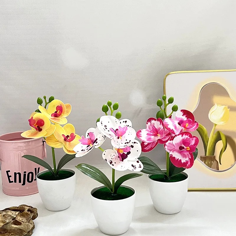 Bonsai Gardenia - 1 pz 20 cm piante di
