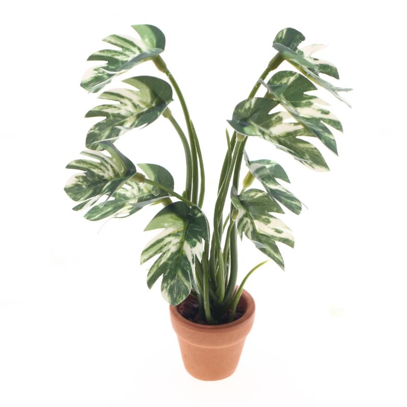 Bonsai Garden Zen - Nuovo. 1 Pezzo Pianta Verde Monstera