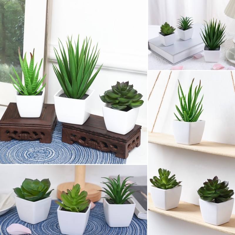(U set di 3 pezzi) Mini piante - Bonsai Garden Zen recensione e prezzo