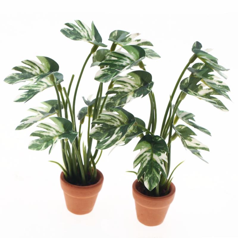 Nuovo. 1 Pezzo Pianta Verde Mo - Bonsai Garden Zen recensione e prezzo