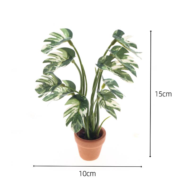 Nuovo. 1 Pezzo Pianta Verde Mo - Bonsai Garden Zen recensione e prezzo