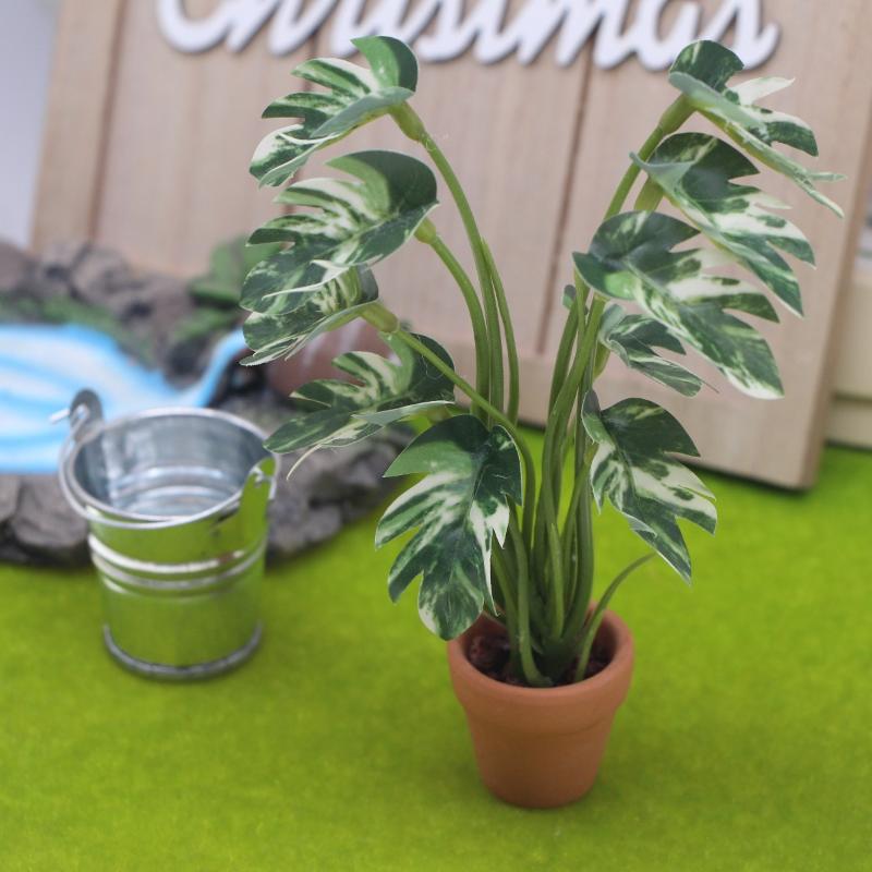 Nuovo. 1 Pezzo Pianta Verde Mo - Bonsai Garden Zen recensione e prezzo