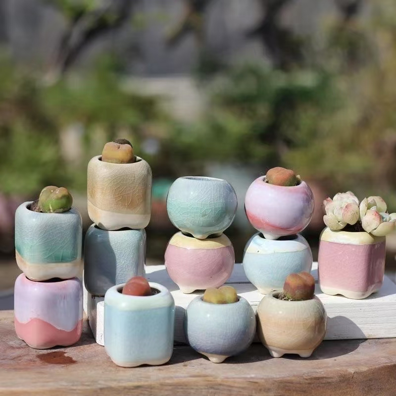6 pezzi mini vaso da fiori pia - Bonsai Gardenia recensione e prezzo