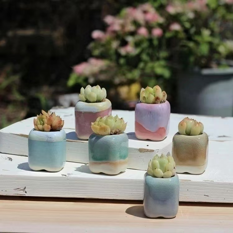 6 pezzi mini vaso da fiori pia - Bonsai Gardenia recensione e prezzo